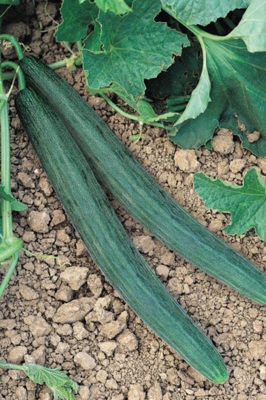 Itáliai sötétzöld uborkadinnye, kígyóuborka, Cucumis melo, uborka